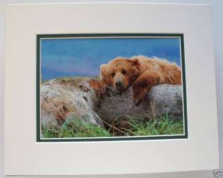 Lifes A Bear   Brown Bear by Thomas. D. Mangelsen  