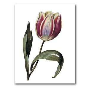  genus Tulipa 37   5 x 7 Museum Quality Greeting Card 