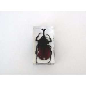   Real Insect Paperweight   Rhinoceros Beetle (ST3215): Office Products