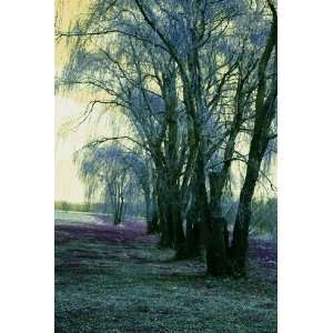  Line of Weeping Willow Trees: Landscape Photograph 