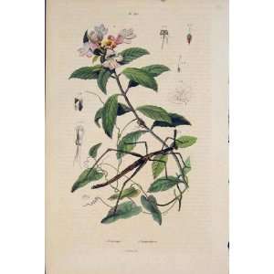  Plant Stick Insect Proscopie Prostanthere Fine Art 1839 
