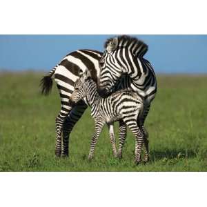  Zebra And Foal Baby Wild Poster New Print Black Pp30971 