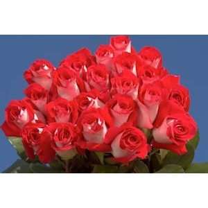 Latin Lady Roses Long 75  Grocery & Gourmet Food