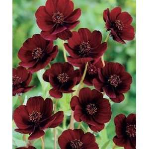  Chocolate Cosmos Seed Pack Patio, Lawn & Garden