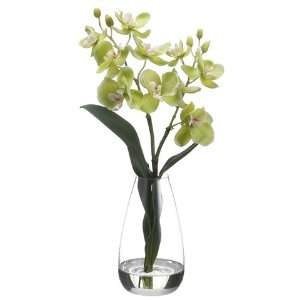  8 Phalaenopsis Orchid Plant x2 in Glass Vase Green (Pack 