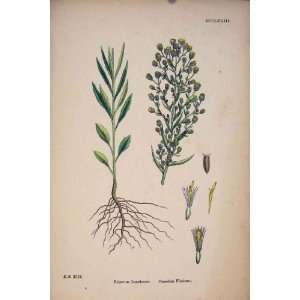 Canadian Fleabane Flower Plant Colour Antique Print
