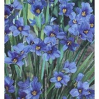 Blue Eyed Iris Grass Plant 50 Seeds