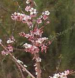 Peach Blosson Tea Tree (L. Squarrosum)   200 Seed  