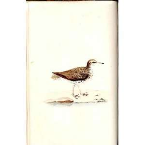  Spotted Sandpiper Meyer H/C Birds 1842 50