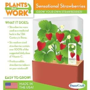 New   Sensational Strawberries Case Pack 12   706520  Toys 