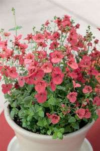 FLOWER SEEDS: CORAL ROSE DIASCIA ANNUAL FLOWERS SEED  