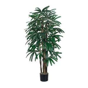  Raphis Palm Silk Tree 5
