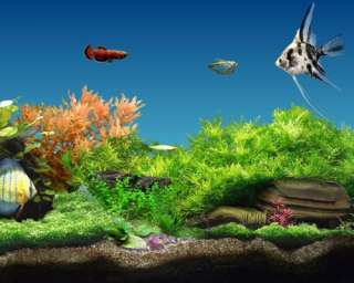 Digifish Aqua Garden  Software