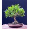 Tropica   Bonsai   Weißer Maulbeerbaum (Morus alba)   200 Samen