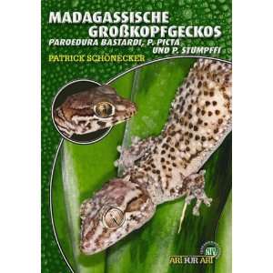 Madagassische Großkopfgeckos Paroedura Bastardi, P. Picta und P 