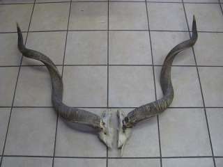 großes Geweih Gehörn Kudu Antilope Südwest Afrika antik selten 117 