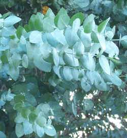 eucalyptus packet contains 25 30 seeds produces round silvery blue