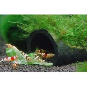     for Live Cherry Crystal Red Shrimp Aquarium Patio, Lawn & Garden