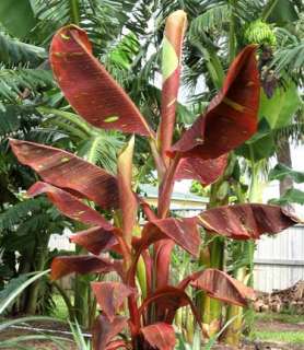 musa siam RUBY banana tree   4 Pot great red color plant houseplant 