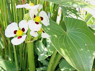   pond plants beautiful and unusual flowers grows 2 3 tall free blooming