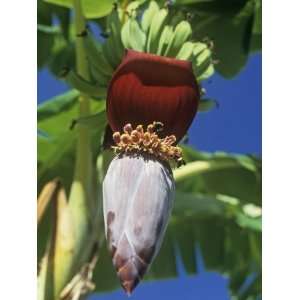 Banana Tree Flowering with a Small Group of Developing Fruits (Musa 