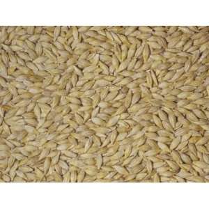  Barley Grain Seeds (Hordeum Vulgare). Eastern Europe and 