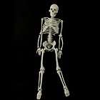 mr thrifty 4th quality 33 5 skeleton halloween prop much