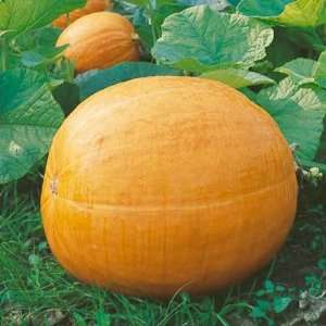  25 Seeds, Pumpkin BIG MAX (Cucurbita pepo) Seeds By Seed 