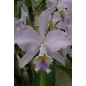 Big Ben `Blue Mountain HCC/AOS Cattleya Orchid Plant  