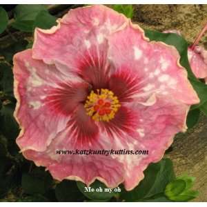  Cajun Hibiscus Me Oh My Oh  Gallon Plant Patio, Lawn 