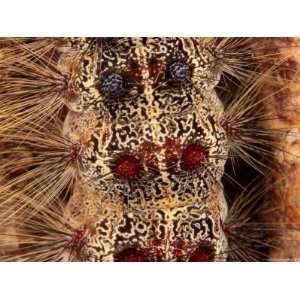 Close Detail of the Gypsy Moth Caterpillar, Lymantria Dispar Stretched 