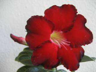 ADENIUM DESERT ROSE black fire Live Rooted Plant SEE  