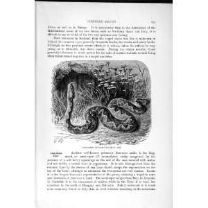  HISTORY 1896 SAND VIPER SNAKE RUSSELL LONG NOSE: Home & Kitchen