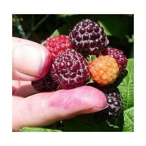  Jewel Black Raspberry Fruit Bush Seed Pack Patio, Lawn & Garden