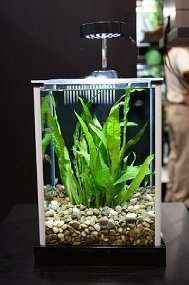  Fluval SPEC Desktop Glass Aquarium, 2 gallon: Pet Supplies