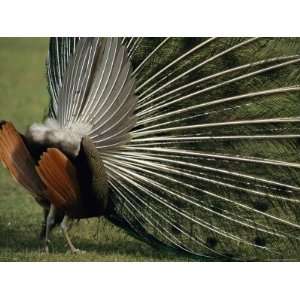  A Rear View of an Indian Peacock with Tail Feathers Spread 