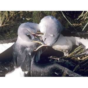 Grey Headed Albatross, 2 Males Fighting, South Georgia Island Premium 