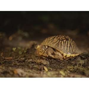  A Nervous Female Ornate Box Turtle Retreats into Her Shell 