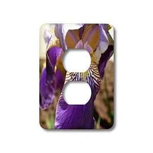  Patricia Sanders Flowers   deep purple iris   Light Switch 