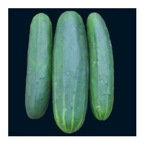  Marketmore 76 Cucumber Seeds